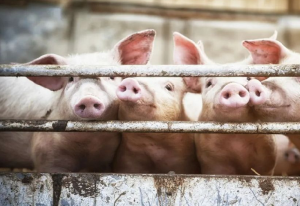 养猪也能智能化，传统养殖行业步入智慧养殖新时代