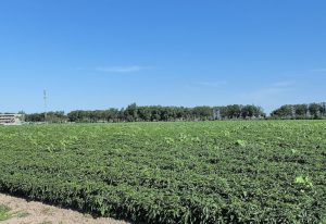 我国智慧农业数字化发展前景及趋势