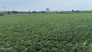 高质量建设现代农业产业园赋能乡村产业振兴