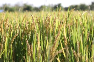 智慧农业：特色农业数字化种植赋能乡村振兴