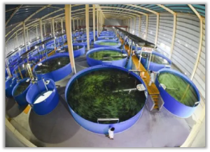 设施渔业养殖模式有哪些？现代设施渔业建设专项实...