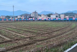 清远市水头镇魔芋种植示范基地