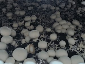 电科峰泰智慧菌菇房：打造高效能菌菇种植解决方案