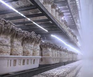 电科峰泰食用菌智能化系统：科技赋能农业，开启“数...