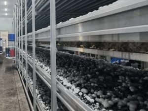 电科峰泰‌智慧菌菇种植系统平台：精准把控菌菇生产...